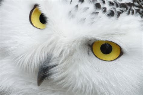 eyes, Animals, Beak, Birds, Feathers, Nature, Portrait, Snowy Owl, Owl ...