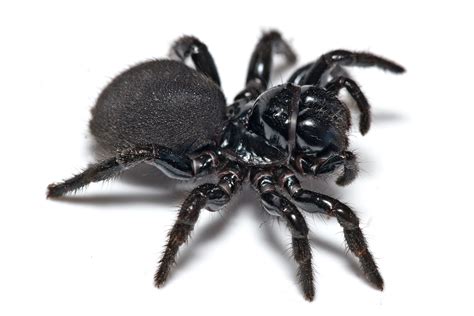 File:Mouse spider02.jpg - Wikimedia Commons