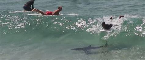 Heart-Stopping Moment Surfer Narrowly Misses Shark While Catching a Wave Caught on Video - ABC News