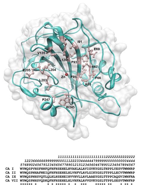 -Structure and Sequence alignment of hCA. Upper panel represents the... | Download Scientific ...