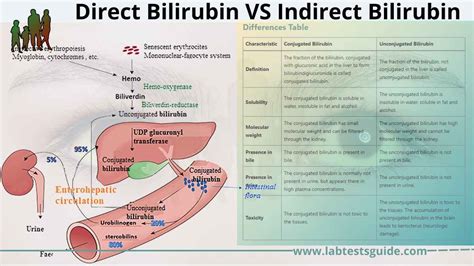 Direct Bilirubin VS Indirect Bilirubin | Lab Tests Guide