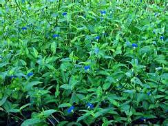 Asiatic Dayflower