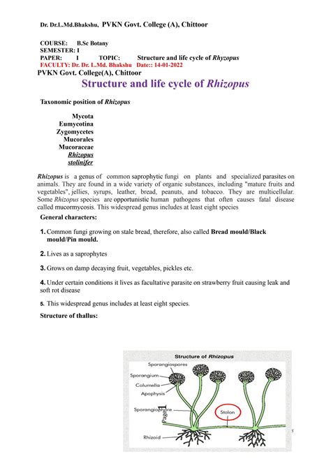 Rhizopus Life Cycle