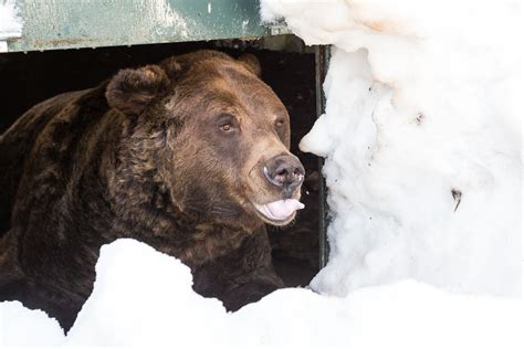 16 cute photos of Grouse Mountain's grizzly bears awakening from ...