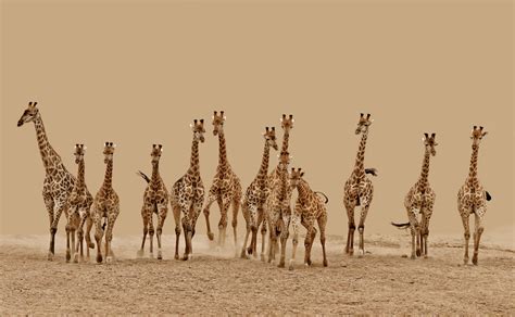 a herd of giraffes photo | One Big Photo