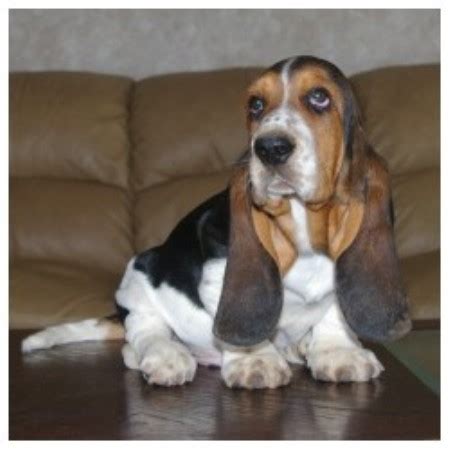 Miniature Basset Hound Puppies For Sale - PetsWall