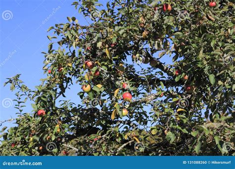 Boskop Apple, in Large Quantity, Hanging from Tree, Shortly before ...