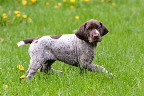 How to Train a German Shorthaired Pointer Puppy: GSP Training Timeline ...