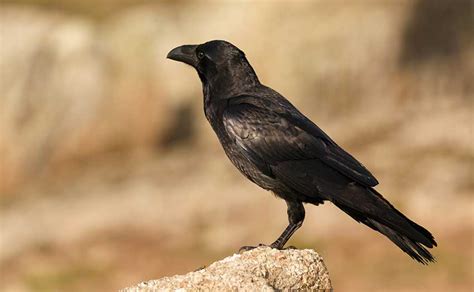 Carrion Crow Facts: Identification, Diet, Migration Info etc. - Binocular Base