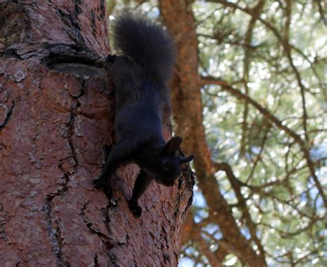 Abert Squirrel - Mountain Park Environmental Center