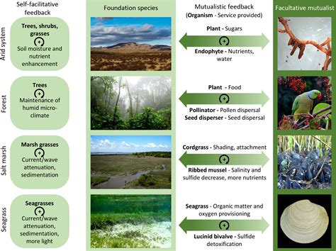 Mutualism Plants