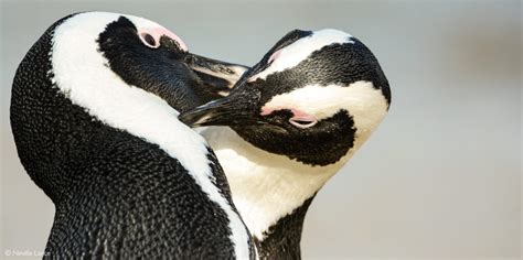 African penguin - Africa Geographic