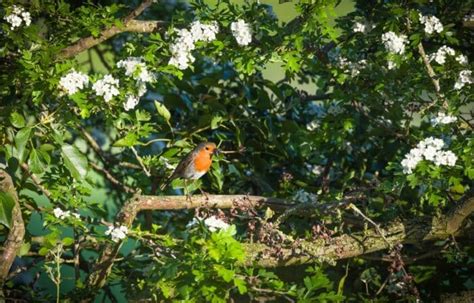 Bird garden: designing a garden that meets the needs of birds