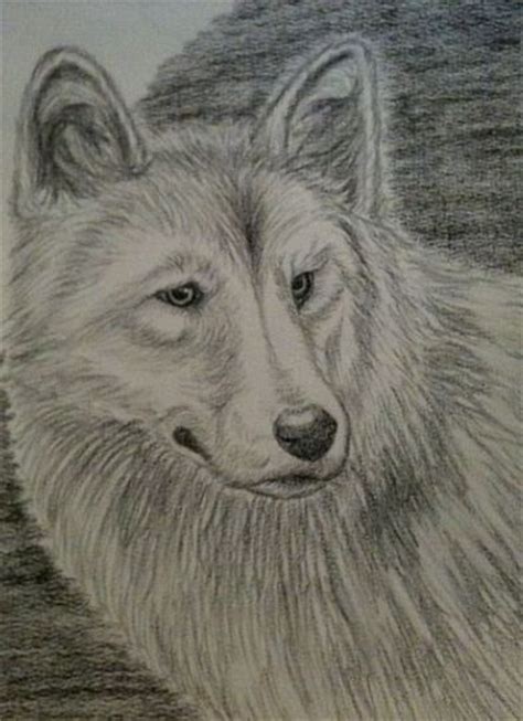 Dingo - Pencil Drawing - By Savanna Freeman | Drawings, Amazing art ...