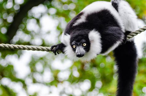 Black And White Ruffed Lemur Habitat