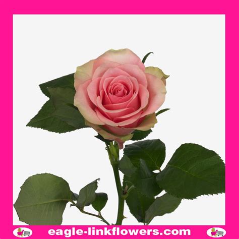 Belle Rose - Premium Roses - Eagle-Link Flowers