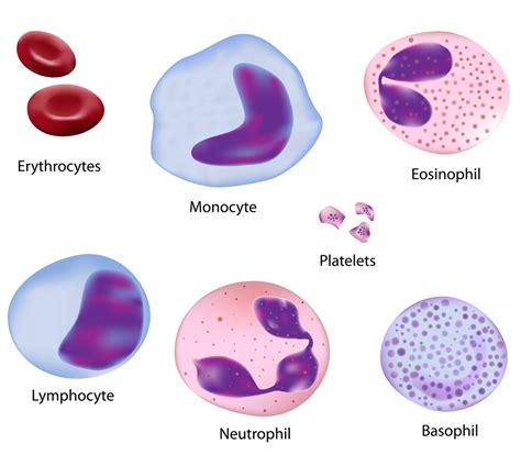 Lifespan of human body cells