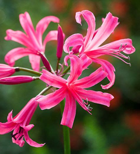 15 Best Nerine images | Plants, Flowers, Planting flowers