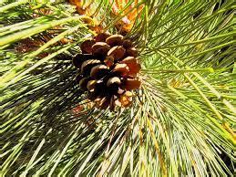 Maine State Flower - White Pine Cone | Flowers, White pine cone, Maine