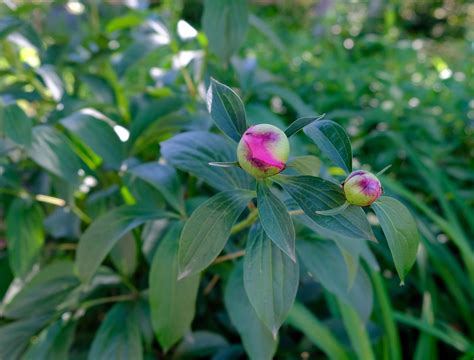 Why You Should Add Coffee Grounds to Your Hydrangeas - Backyard Boss