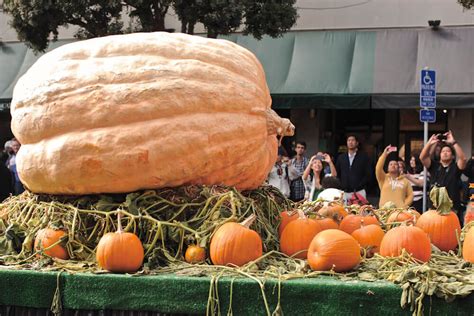 Giant Pumpkin Plant