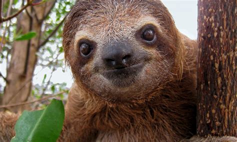 Species Spotlight: Sloth | Pages | WWF