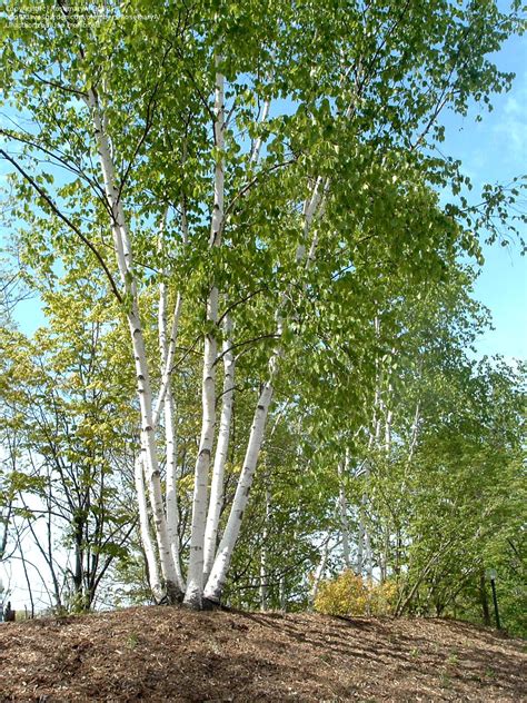 Alaska Paper Birch (Betula Neoalaskana) — Canadian Trees for Life