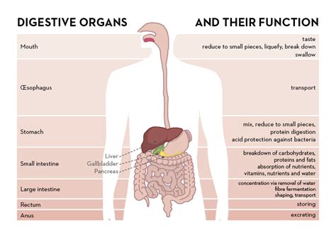 The gastrointestinal tract – more than a simple machine | alimentarium