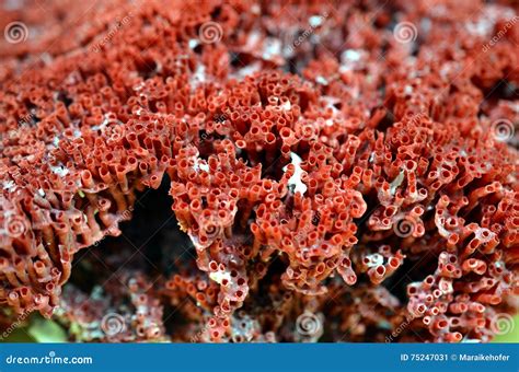 Close Up of Red Coral Fossil Texture Background Stock Image - Image of brown, background: 75247031