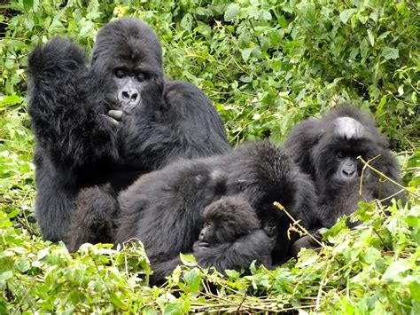 Mountain Gorilla families in Volcanoes National Park | Gorilla Trekking