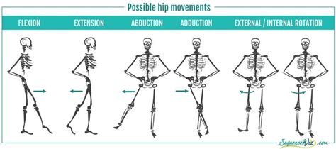 Hip Flexors & Strong Glutes: Creating A Balance - Recent Blog Post - Peninsula Chiropractic of ...