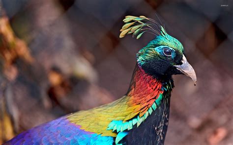 Himalayan monal - nipodeternal