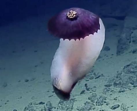 Strange purple sea creatures found in deep ocean trenches | Ocean creatures, Ocean trench, Deep ...