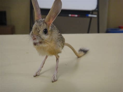 long eared jerboa - Google Search | Baby animals funny, Baby animals, Animals