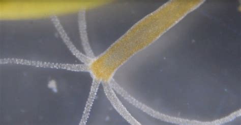 How a Little Bit of Hydra Regrows a Whole Animal - The New York Times