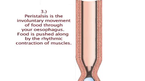 [DIAGRAM] Diagram Of Peristalsis FULL Version HD Quality Of Peristalsis - MYDIAGRAM.ONLINE