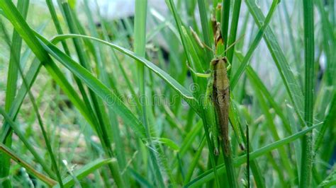 Green Locust Insect On Green Grass. Stock Image - Image of close, bush ...