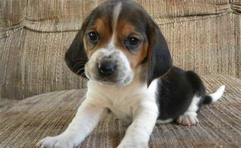 Basset Beagle Mix Puppy