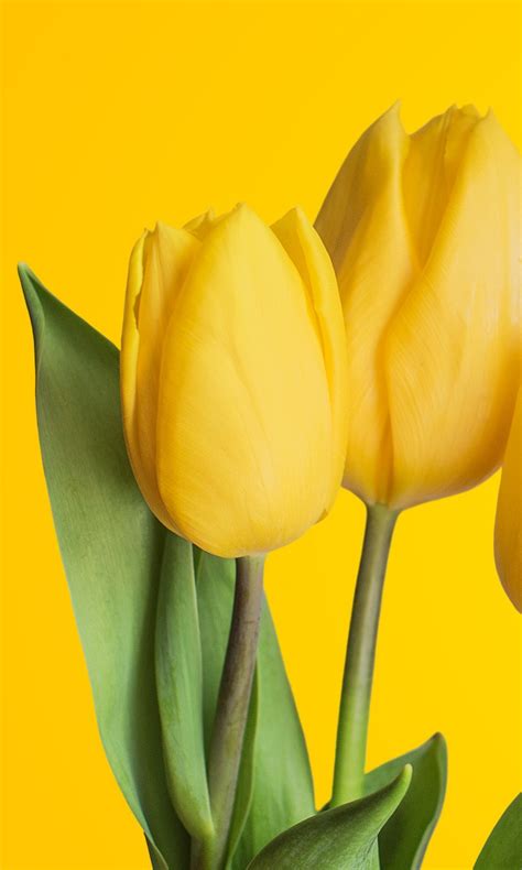 Yellow Tulips 4K Wallpapers | HD Wallpapers | ID #25245