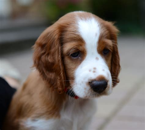 Welsh springer spaniel puppy | Dogs | Pinterest | Welsh springer ...