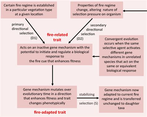 [PDF] Fire-Proneness as a Prerequisite for the Evolution of Fire-Adapted Traits. | Semantic Scholar