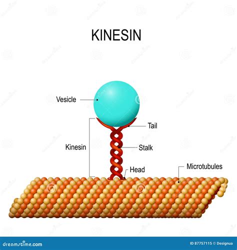 Motor Protein Animation