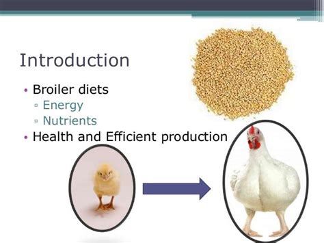 Nutrition management Broiler