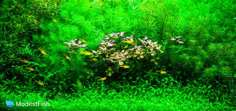 10 Best Aquarium Plant Fertilizer: Types & How to Choose (2021 Reviews)