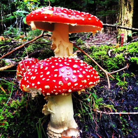 Picking Edible Wild Mushrooms, Wild Mushroom Hunting | HubPages