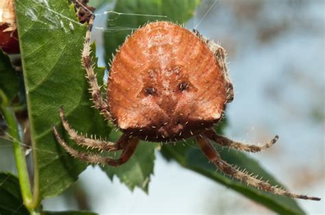 Bugs of Mackie: Cat-Faced Spider - Araneus gemmoides