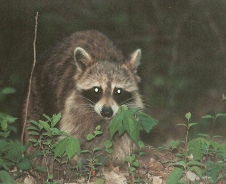 Other Raccoon Hunting Options | Hunting Magazine