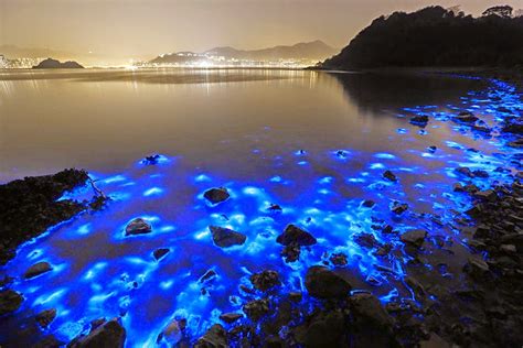 MikeLiveira's Space: BIOLUMINESCENT PLANKTON GLOW IN BLOOM ON HONG KONG ...