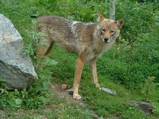 Characteristics - The Coywolf