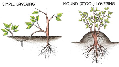 How to Propagate Plants by Layering | Organic Gardening Blog – Grow Organic